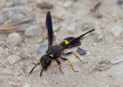 Ancistrocerus spinolae