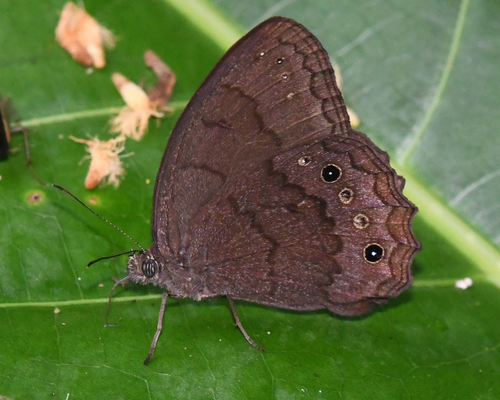 Harjesia obscura