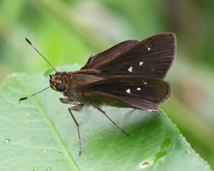 Vehilius stictomenes stictomenes