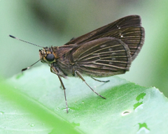 Vehilius stictomenes stictomenes