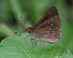Vehilius stictomenes stictomenes