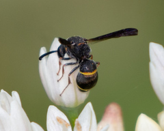 Parancistrocerus histrio