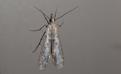 Eudonia leptalaea