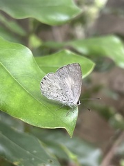 Eirmocides absimilis
