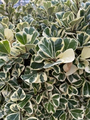 Ficus deltoidea