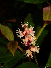 Miconia lappacea