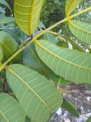 Comocladia