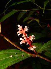 Miconia lappacea