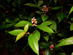 Miconia lappacea