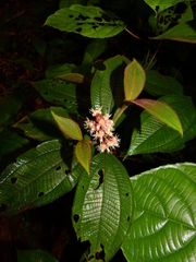 Miconia lappacea