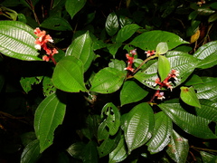 Miconia lappacea