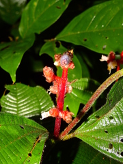 Miconia lappacea