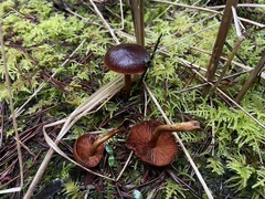 Cortinarius smithii