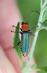 Chauliognathus tricolor