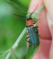 Chauliognathus tricolor