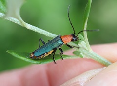 Chauliognathus tricolor