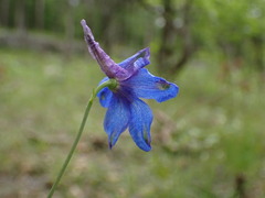 Delphinium treleasei
