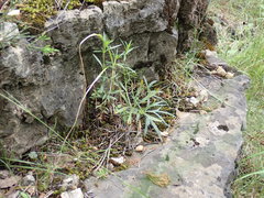Delphinium treleasei