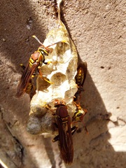 Polistes myersi