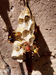 Polistes myersi