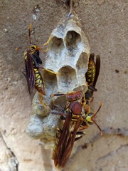 Polistes myersi
