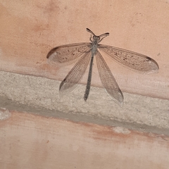 Ameromyia strigosa
