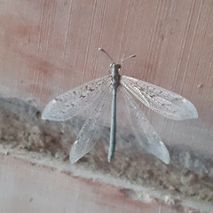 Ameromyia strigosa