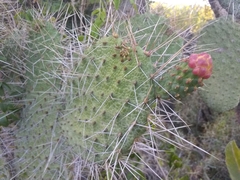 Consolea moniliformis