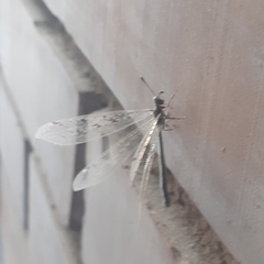Ameromyia strigosa