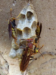 Polistes myersi