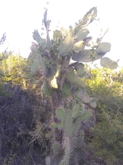 Consolea moniliformis