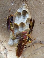 Polistes myersi
