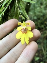 Erycina