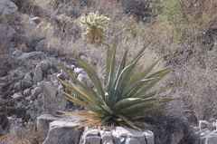 Agave moranii