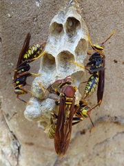 Polistes myersi