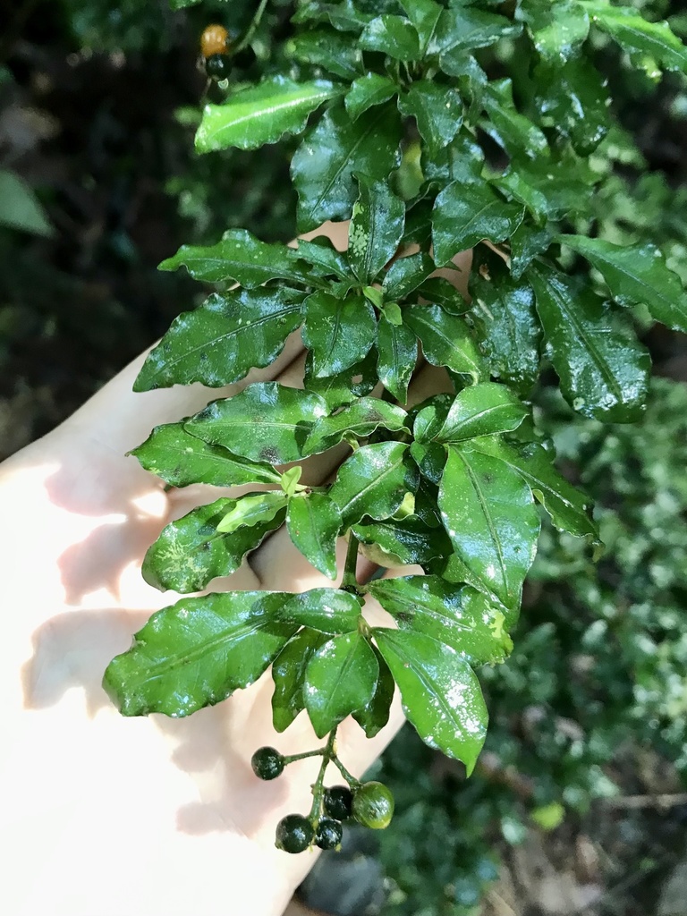 Psychotria graciliflora