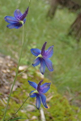 Delphinium treleasei