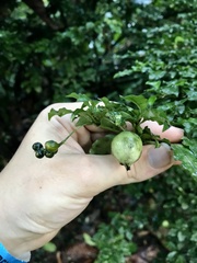 Psychotria graciliflora