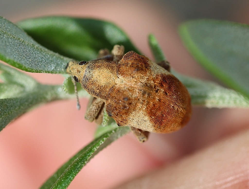 Gonipterus gibberus