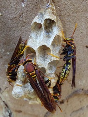 Polistes myersi