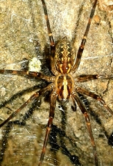 Eratigena inermis