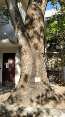 Crateva unilocularis
