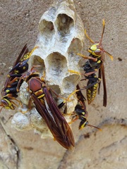 Polistes myersi
