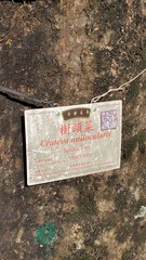 Crateva unilocularis