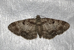 Eupithecia mutata