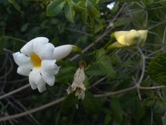 Amphilophium lactiflorum