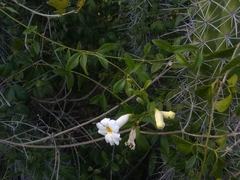 Amphilophium lactiflorum