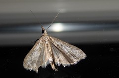 Eudonia leptalaea