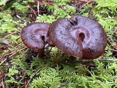 Cortinarius smithii
