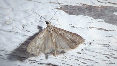 Eudonia leptalaea